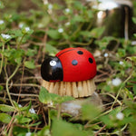 Ladybug Beech Brush