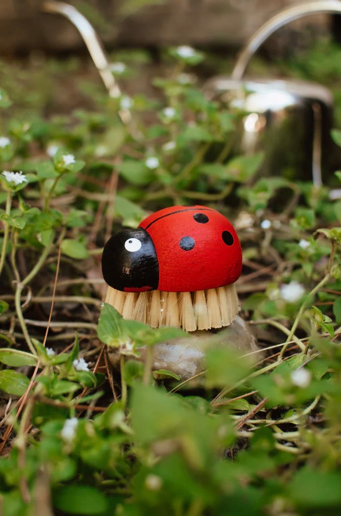 Ladybug Beech Brush