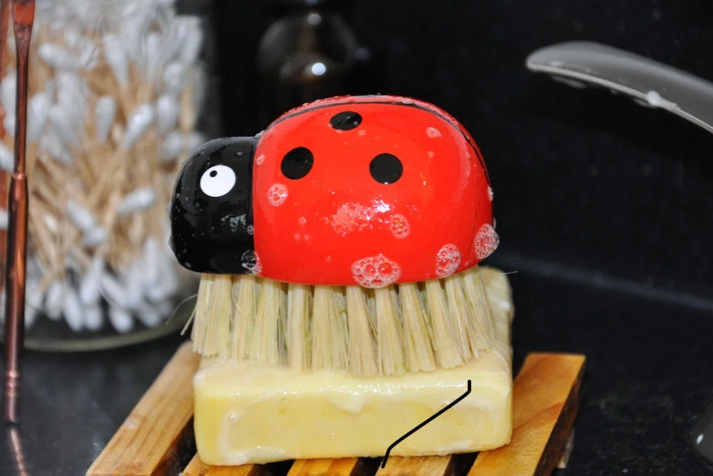 Ladybug Beech Brush