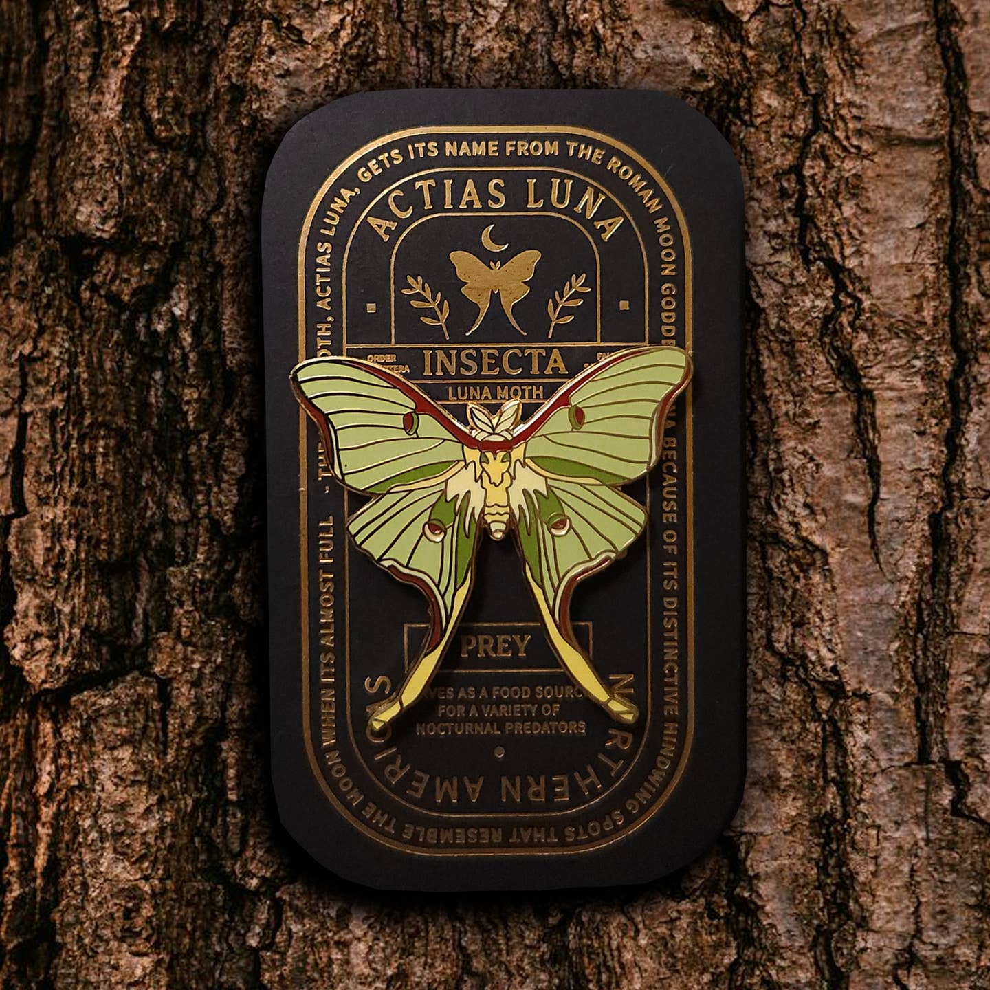 “Pinsect” Educational Insect Pins